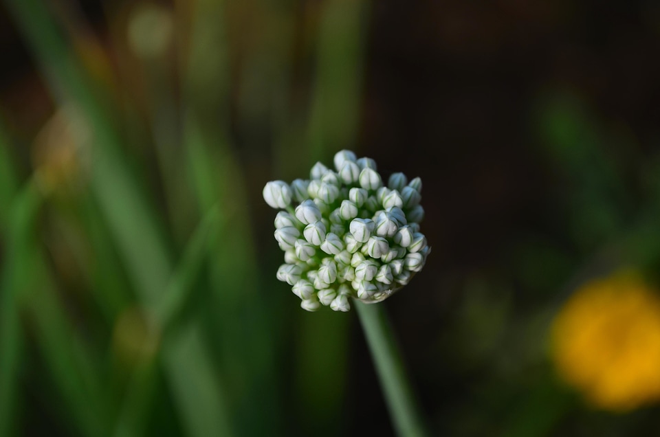 Beautiful Flowers bloom blooming