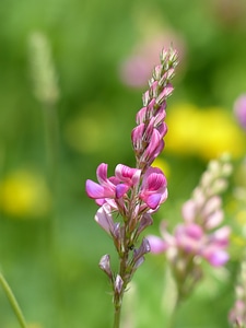 Bloom plant onobrychis viciifolia