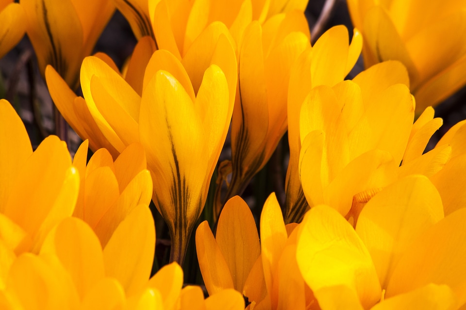Flowers blossom bloom