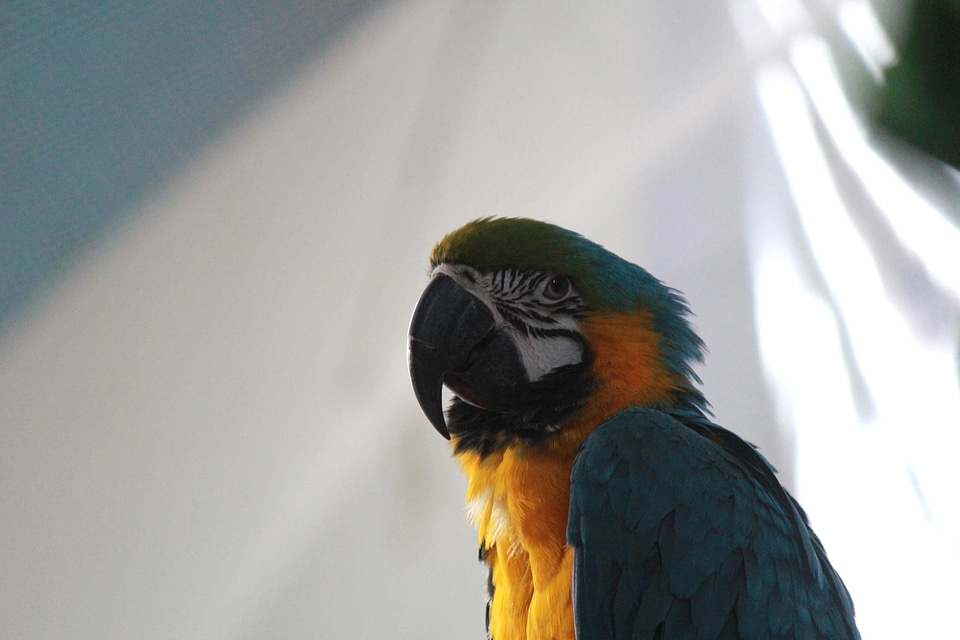 Animal beautiful photo bird