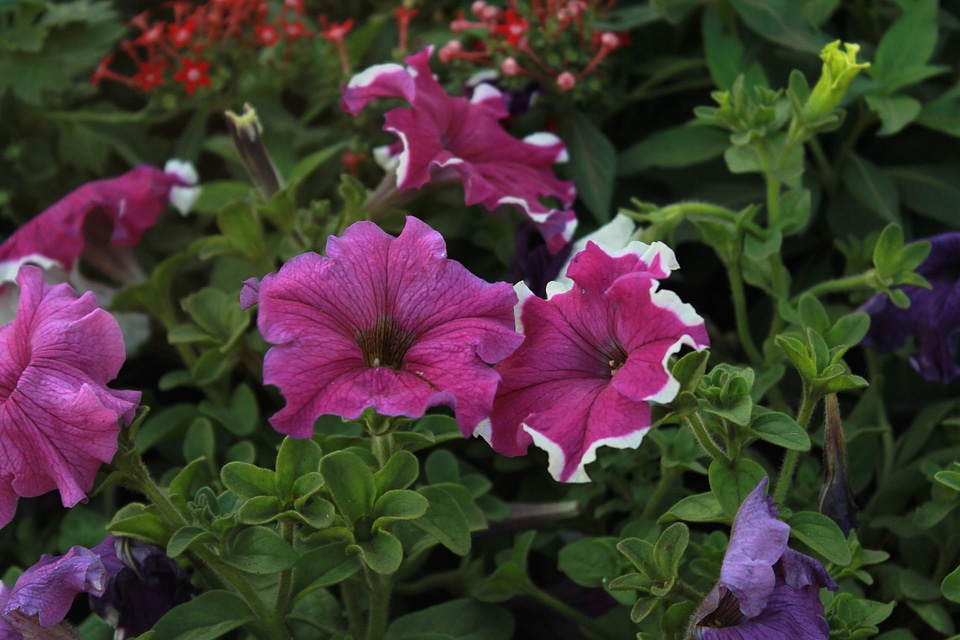Beautiful Flowers bloom blooming