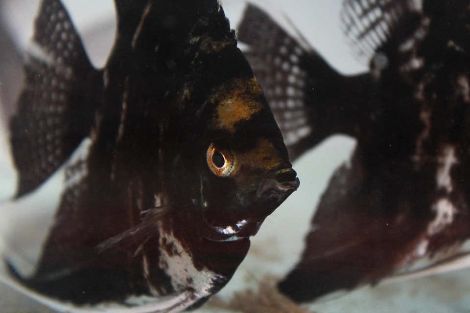 Animal aquarium fauna