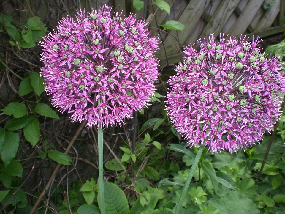 Onion plant purple garden