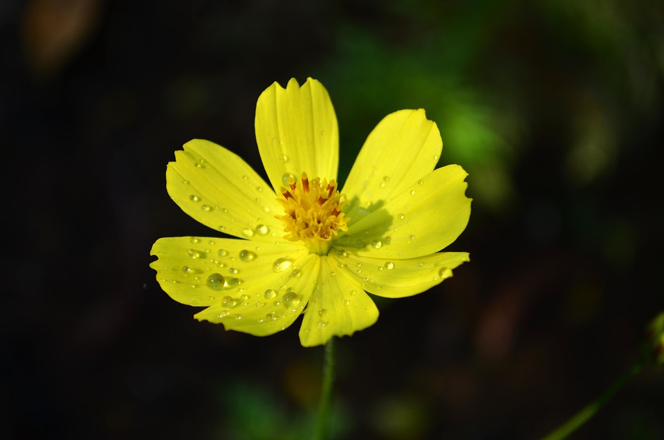 Beautiful Flowers beautiful image beautiful photo