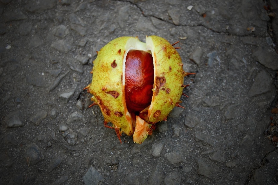 Autumn autumn season chestnut