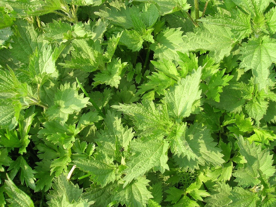 Flora green green leaves