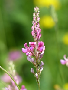 Bloom plant onobrychis viciifolia