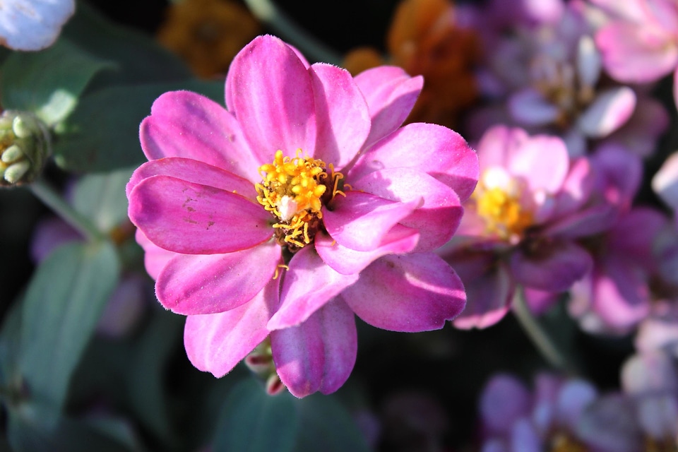 Beautiful Flowers beautiful image beautiful photo