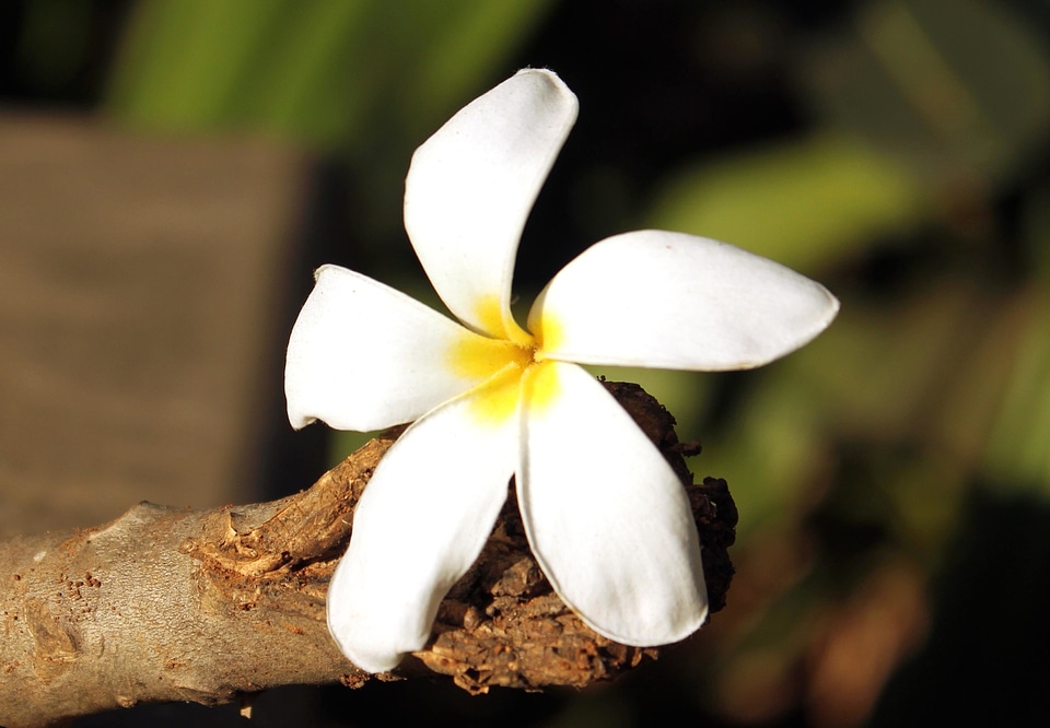 Bloom blossom flora
