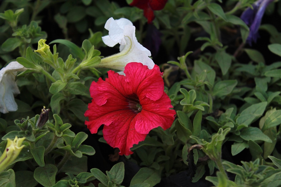 Beautiful Flowers bloom blooming