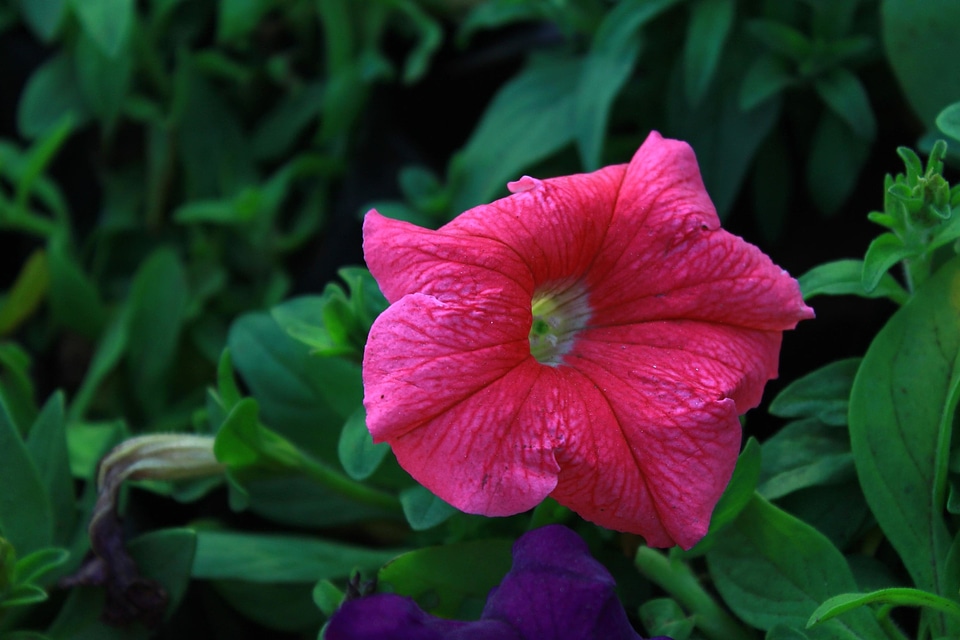 Bloom blossom flora