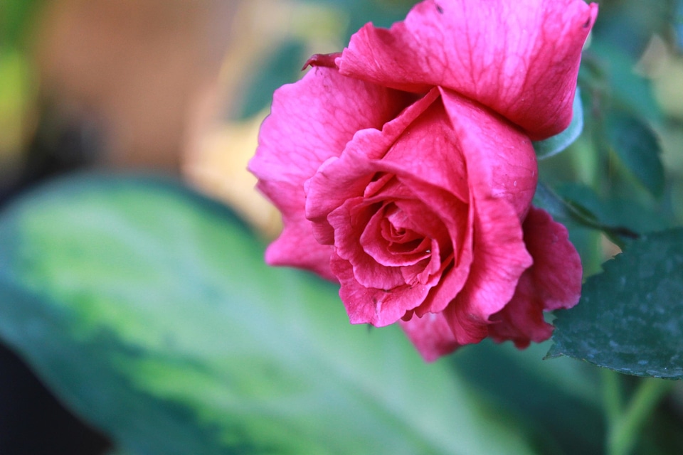 Bloom blooming blossom