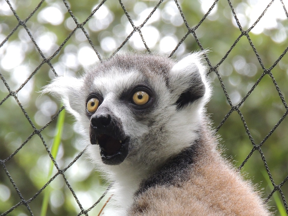 Madagascar wild zoo
