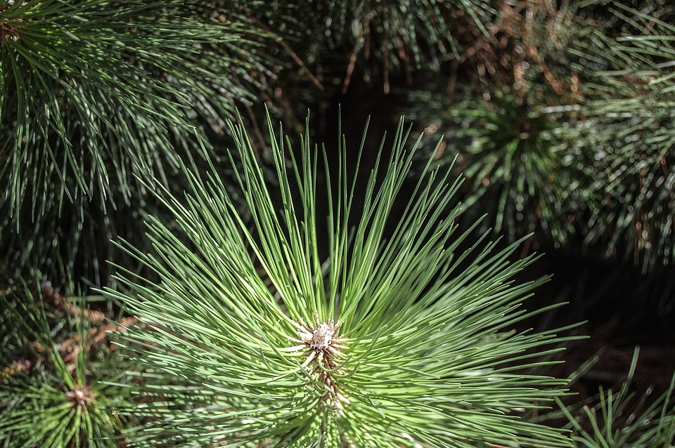 Conifer conifers dark green