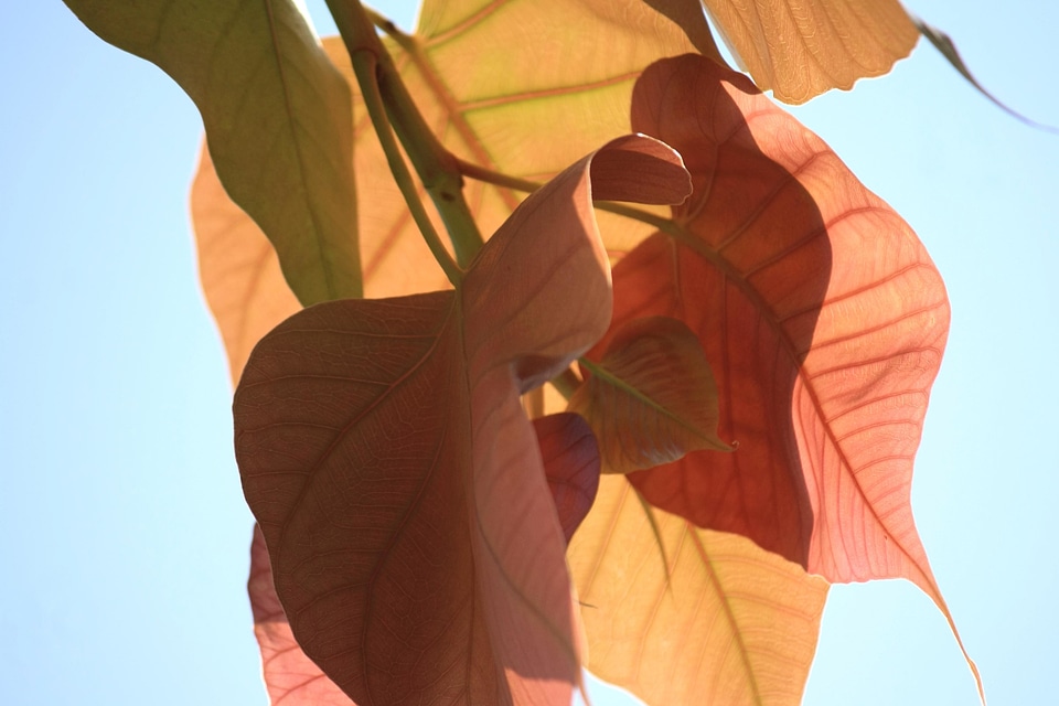 Autumn autumn season blue sky