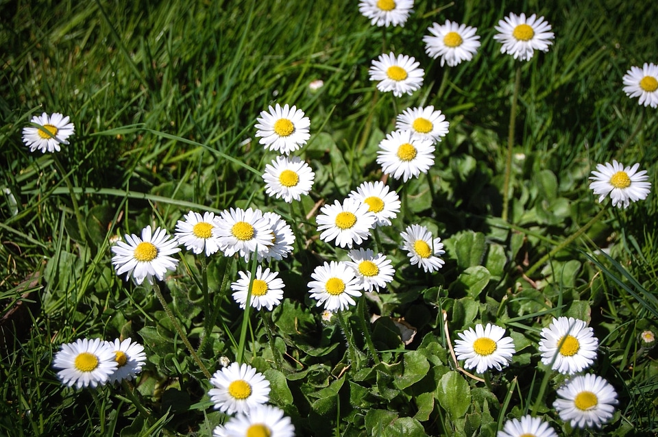 Blossom daisy flora
