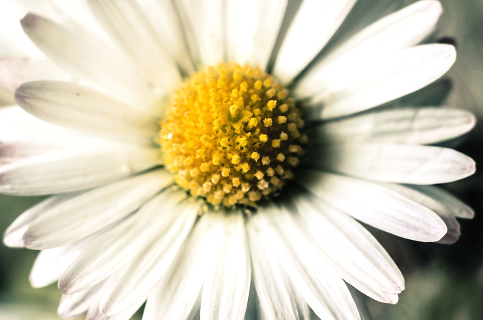 Bloom blossom daisy