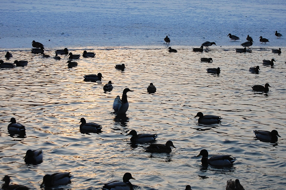 Animal bird duck