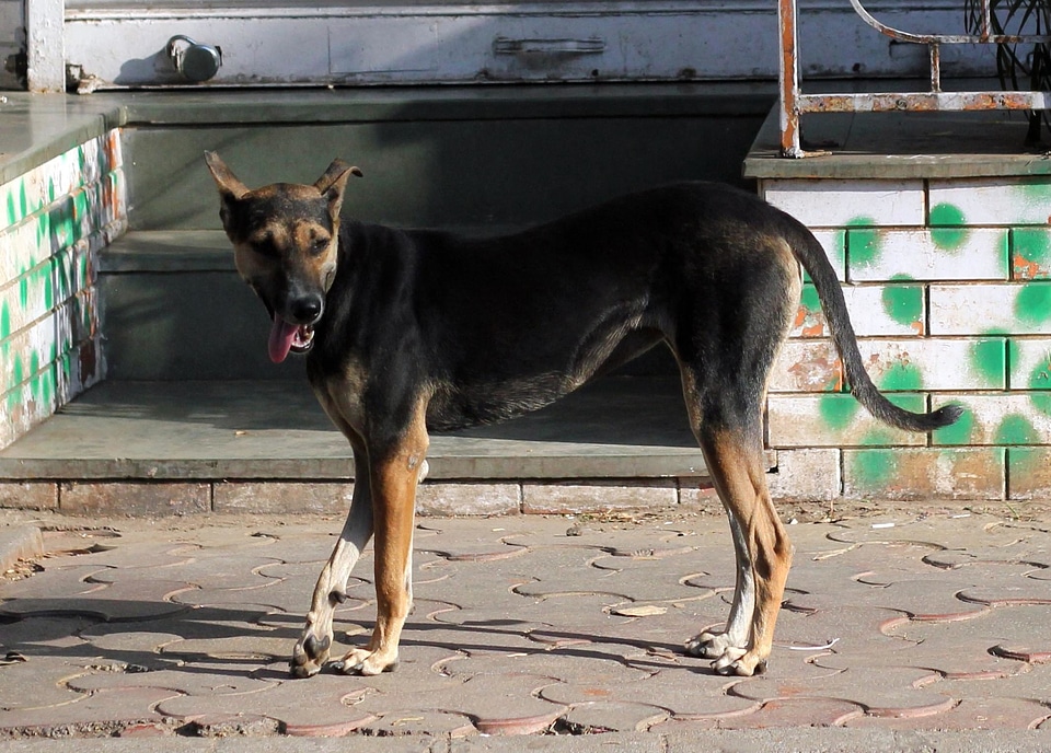 Animal canine carnivore photo