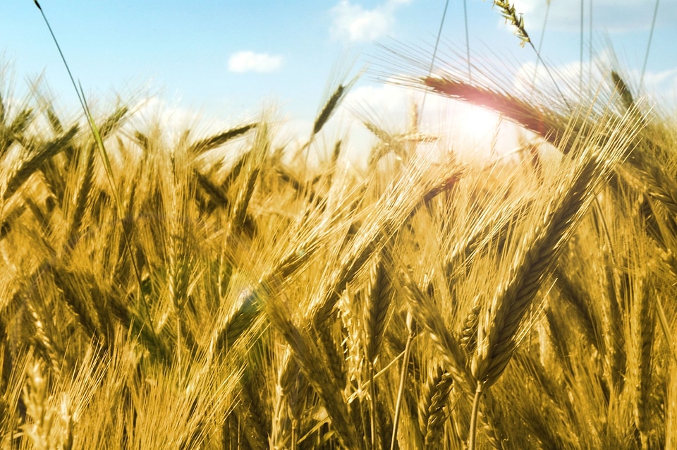 Agriculture beautiful photo cereal