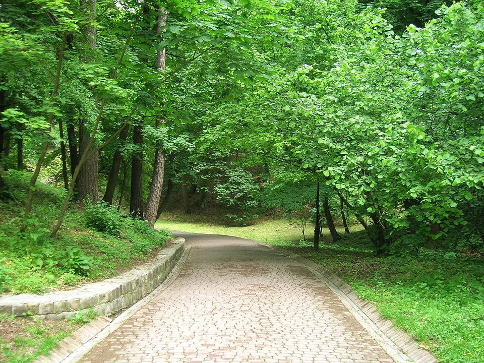 Flora forest forest path