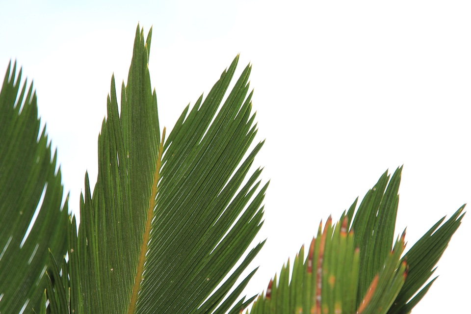 Conifer conifers dark green