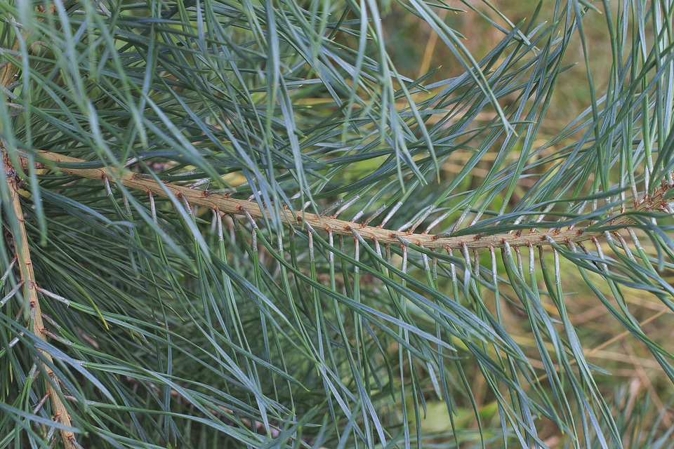 Branch conifer conifers
