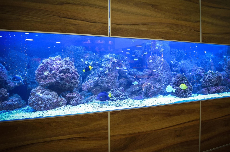 Animal aquarium attraction
