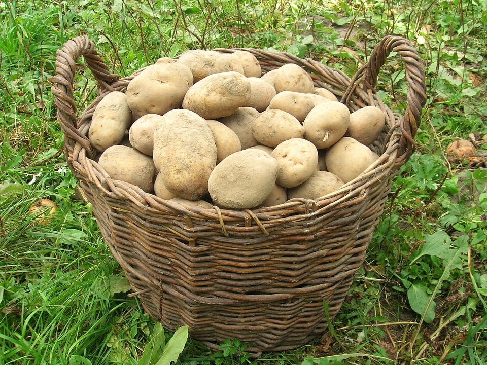 Agriculture basket diet