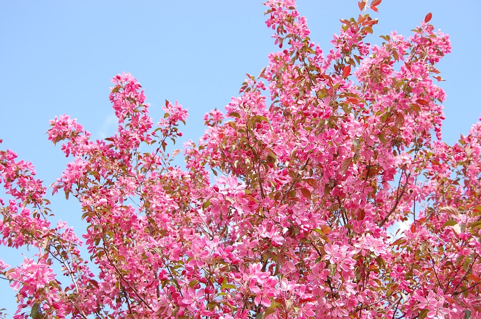 Blossom branch flora