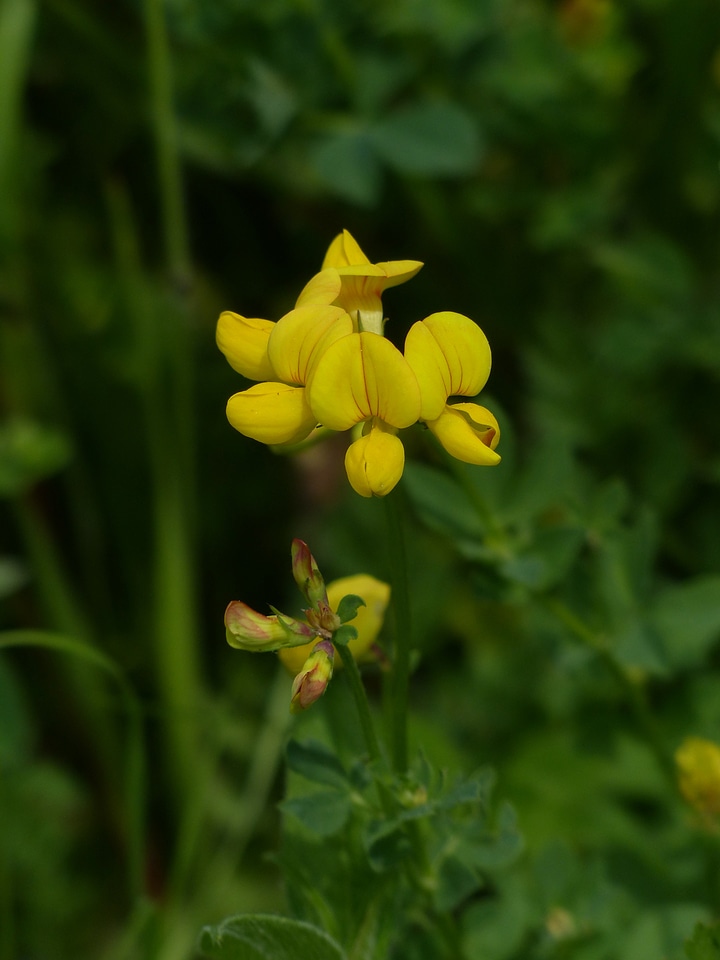 Flower yellow pod clover