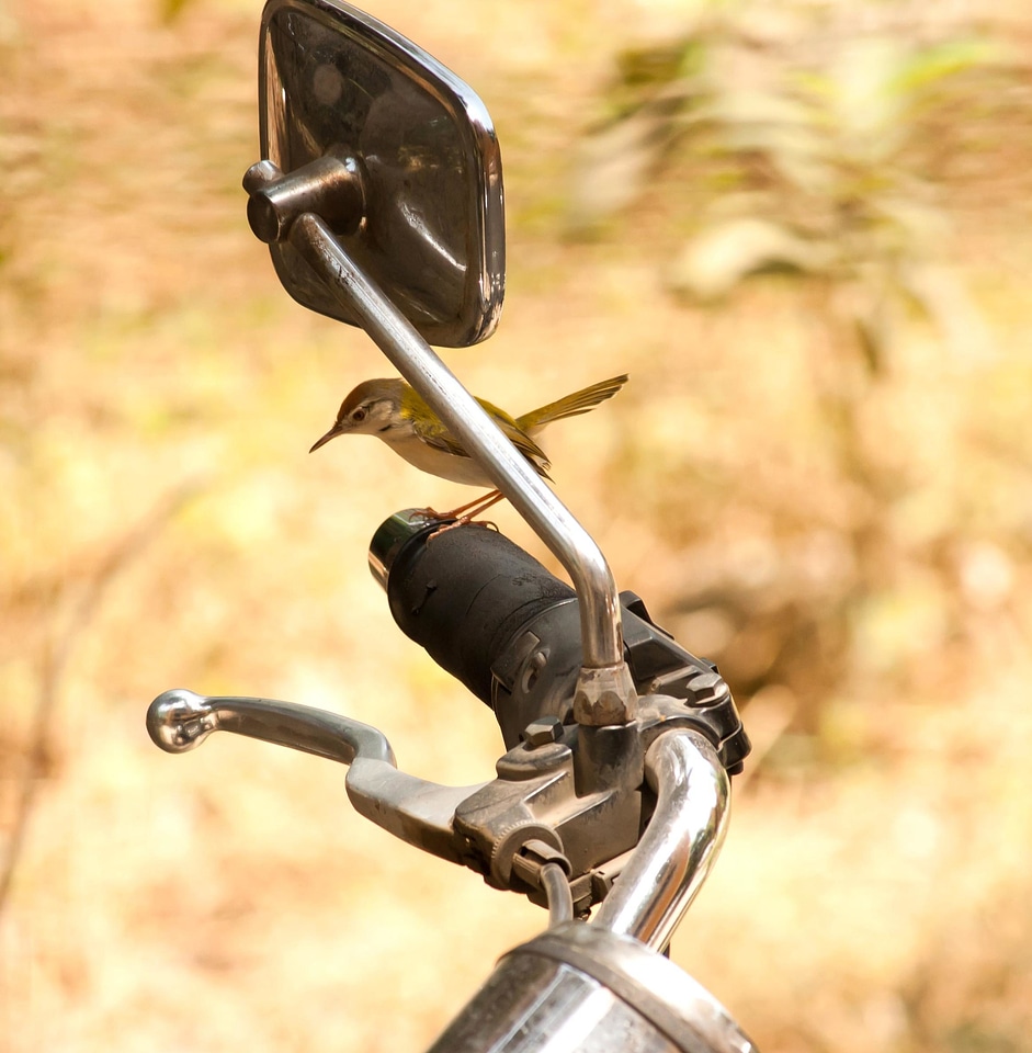 Animal bird chrome