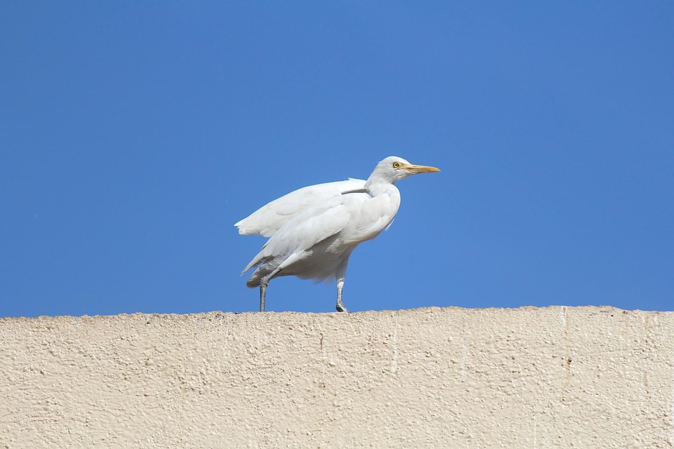 Animal bird blue sky