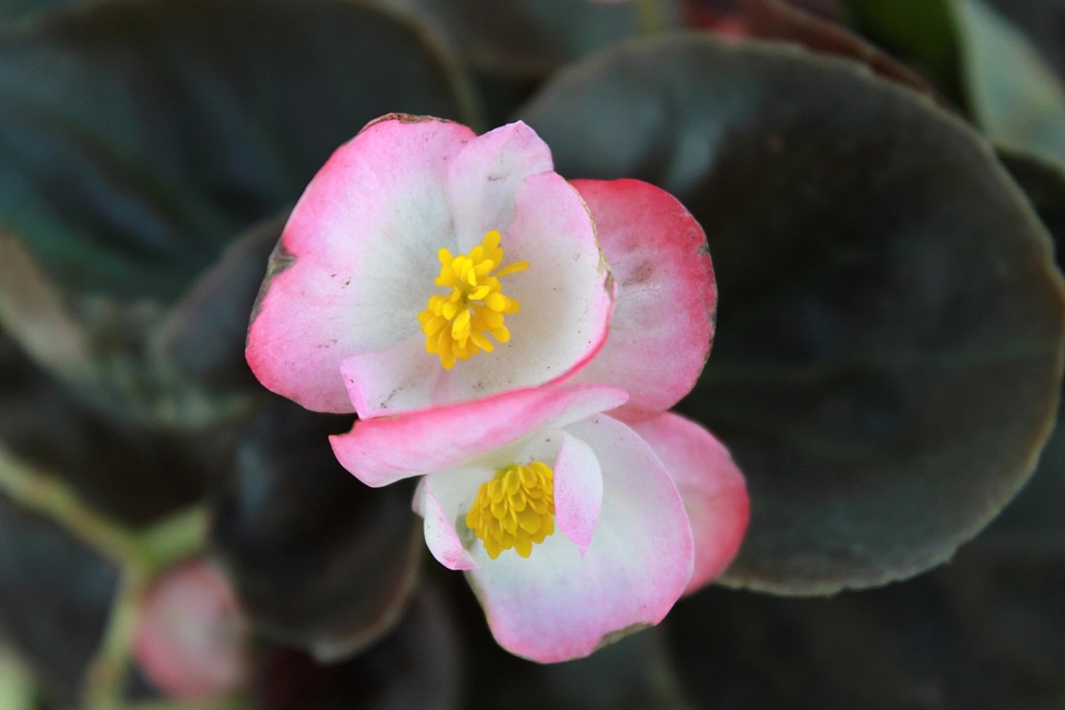 Bloom blooming blossom