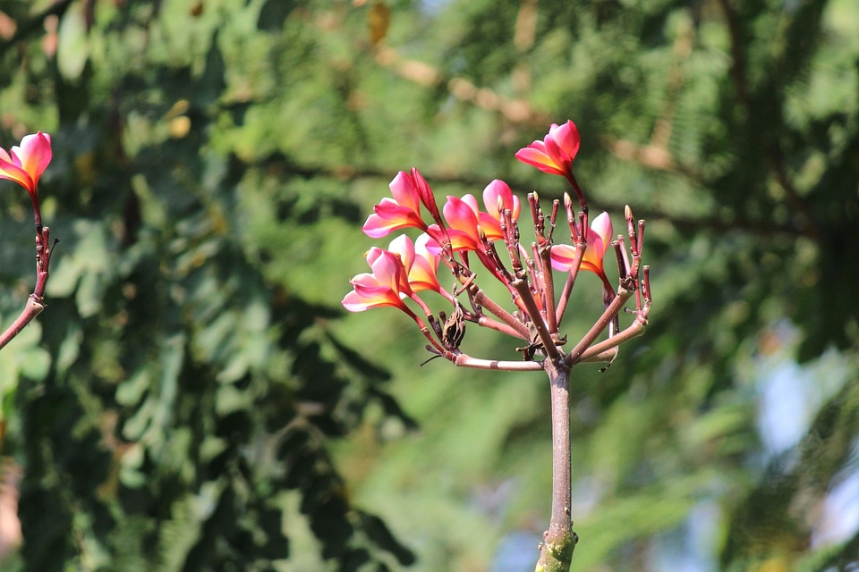 Bloom blooming blossom