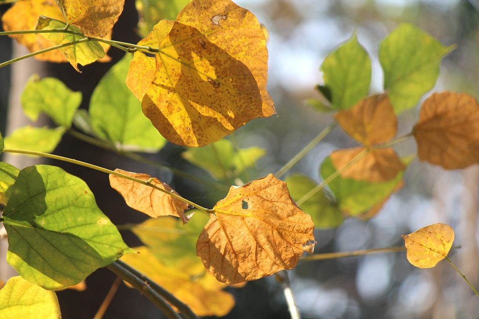 Autumn autumn season flower