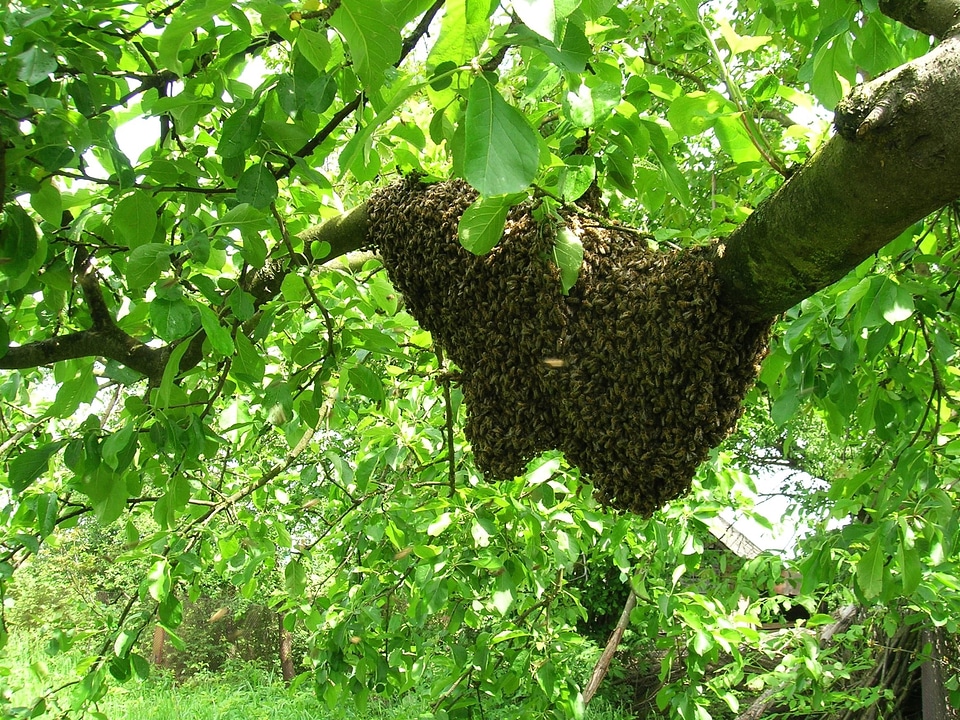 Animal arthropod bee