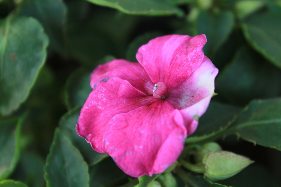 Beautiful Flowers beautiful photo bloom