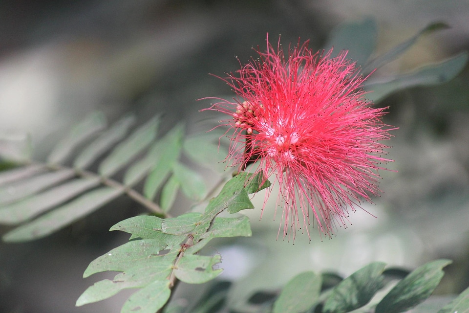 Bloom blossom flora