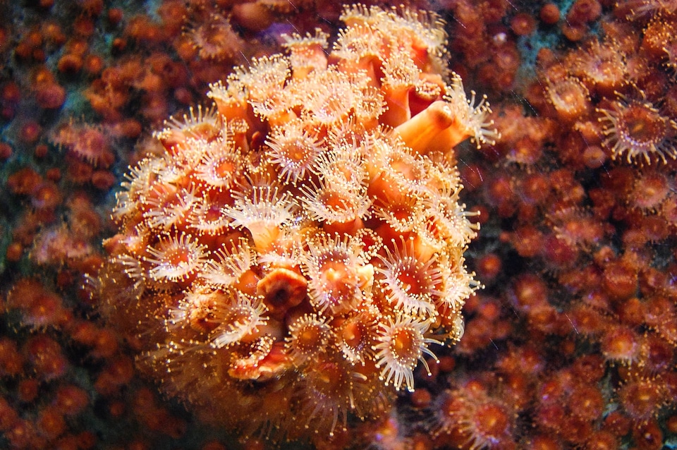 Beautiful Photo colorful marine