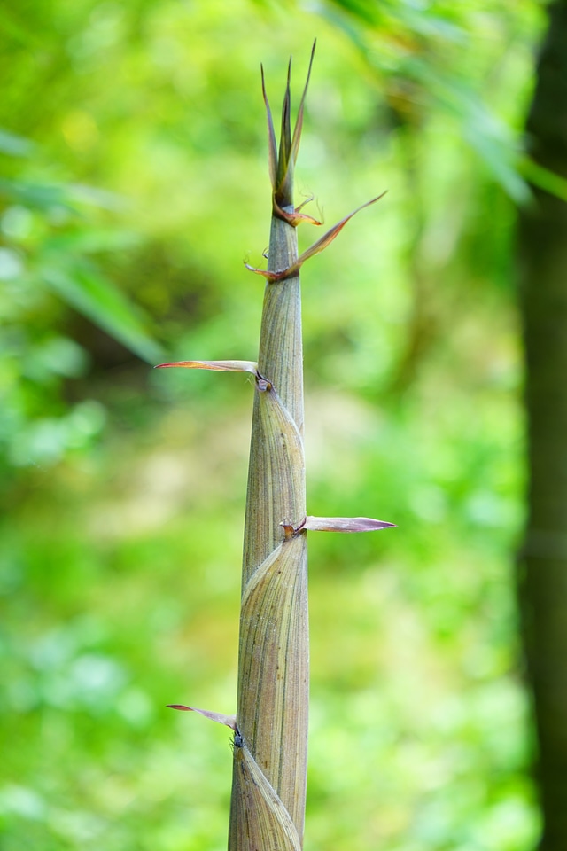 Growth bamboo shoot bamboo