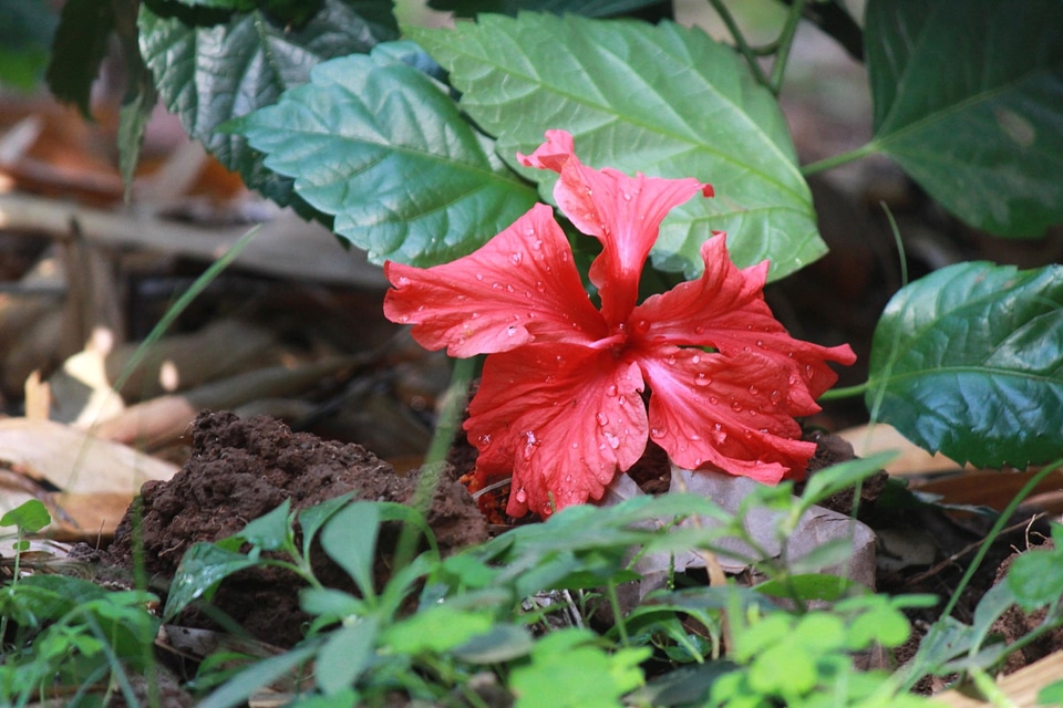 Blossom flora flower