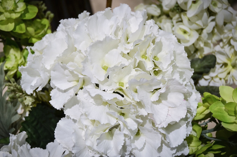 Blossom flora flower