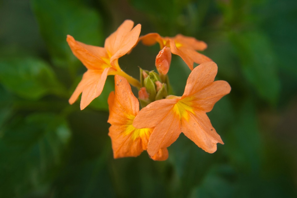 Bloom blossom bright