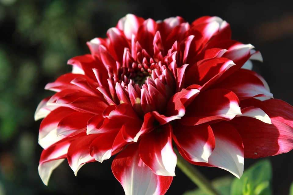 Beautiful Flowers beautiful image beautiful photo