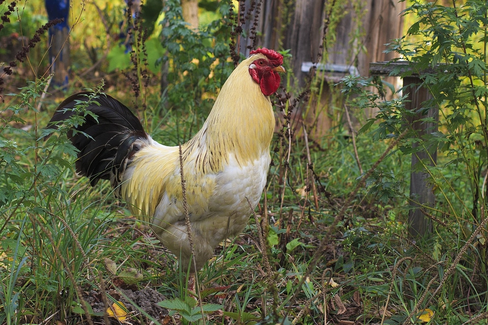 Animal bird chicken