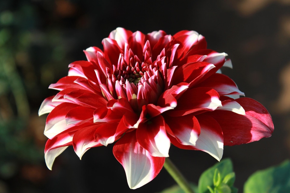 Beautiful beautiful flowers beautiful image