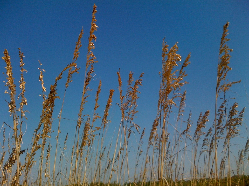 Flowers dried flora