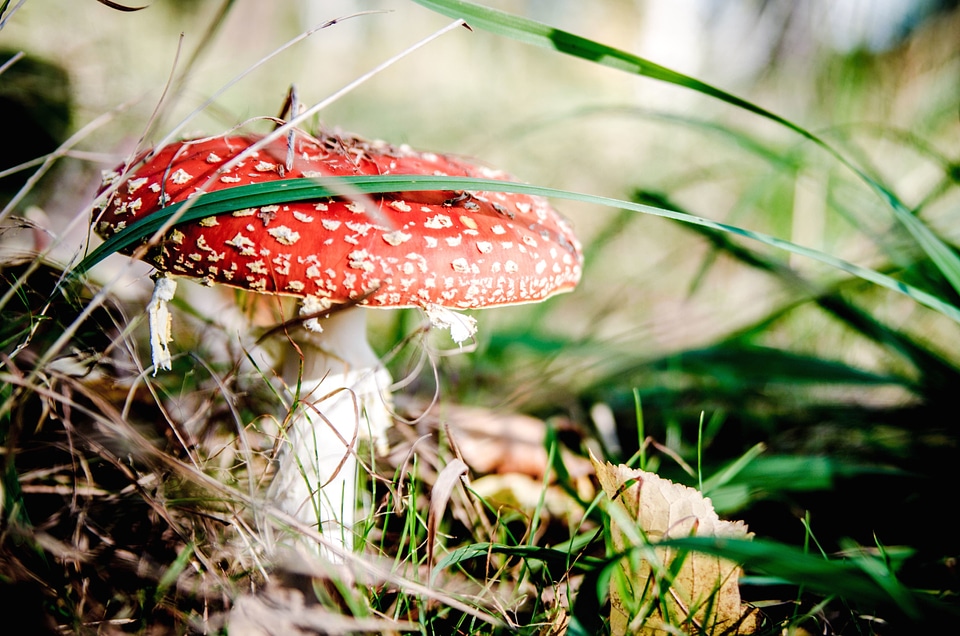 Beautiful Photo flora fungus