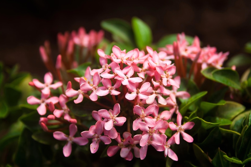 Bloom blooming blossom